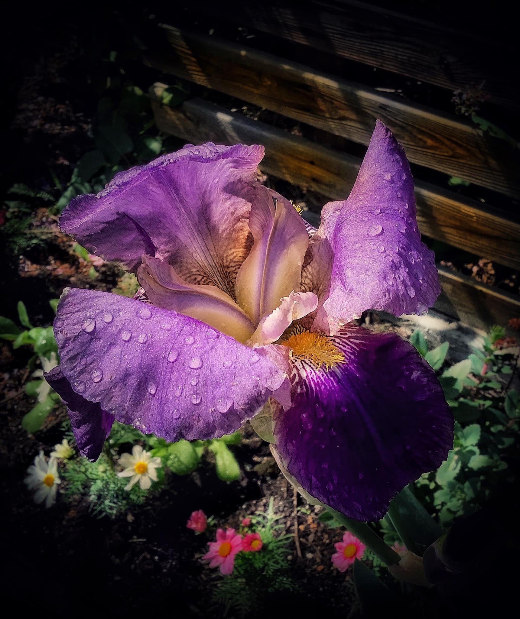 Purple Dream Iris Flower